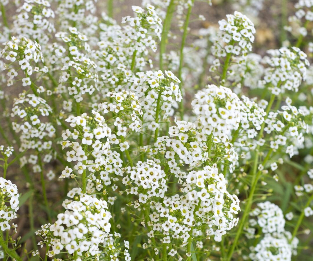 WEDDING FLOWERS: PROS AND CONS OF BABY’S BREATH